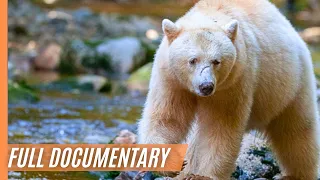 The Quest for the Spirit Bear - Mysteries and Wild Creatures | Full Documentary