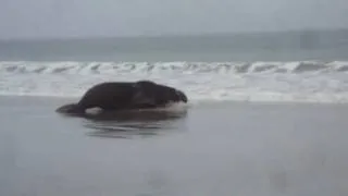 World's Largest Seal Pt. Reyes - Looks Like Giant Slug Pt. 3