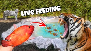 FEEDING LIVE FISH to TIGERS ! Do BIG CATS Like Fish?