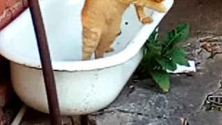 Кіт у ванній.