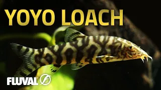 Species Spotlight | Yoyo Loach