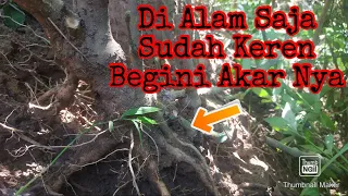 Aliando Dapat Bahan Bonsai Baru Lagi || Bonsai Pecah Beling