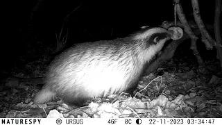 Badger Pine Martin and Squirrel