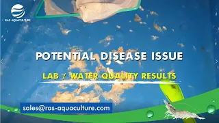 Early Mortality in Shrimp Tanks | What's going on?