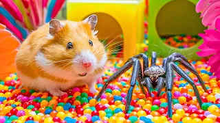 Clever Hamster Escapes Spider's Web A Great Escape! | Hamster Escapes in Real Life