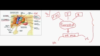 Thermoregulation .. (hypothalamic regulatory centers )