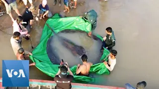 Cambodian Catches World’s Largest Freshwater Fish