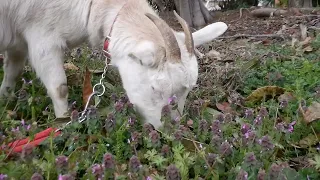 ヤギのお食事タイム