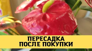 Пересадка мужского счастья (антуриум) после покупки