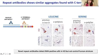 Research Updates on DM2 & RAN Proteins as a Therapeutic Target - 2021 MDF Annual Conference