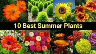 10 Best Summer flowers plants you purchase from  Nurseries/ 10 गर्मी के फूलों के पौधे जरूर लगाऐं