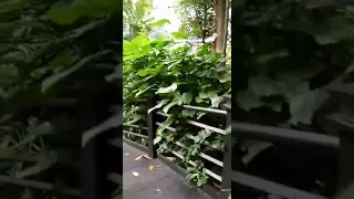 Forest Inside airport -Travelers can stroll around jungle boardwalk in Kuala Lumpur Airport