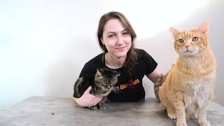 Top 10 Things I Wish I'd Known Before Getting a Cat