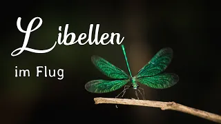 Die schnellsten Insekten der Welt im Flug fotografieren