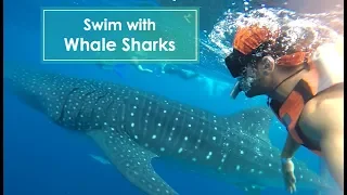 Cancun Feature: Swim With Whale Sharks