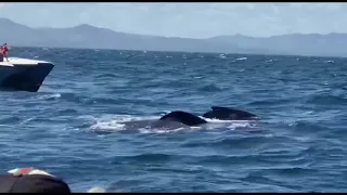 Доминикана. Киты в океане./ Whales.