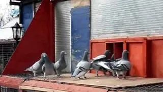 Racing pigeons - fast trapping - by carl greenhow