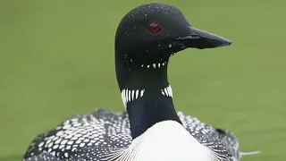 1 Hour Relaxing Loon Call At Night, Common Loon Call