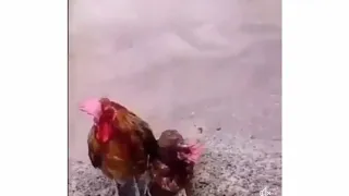 Rooster Love and love  only