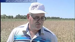 13.07.11 В Красноармеском районе собирают урожай