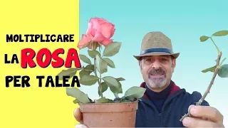 RIPRODURRE LA ROSA PER TALEA IL MIO SEGRETO PER FARLA RADICARE PRIMA