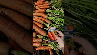 Лучший сорт моркови для зимнего хранения!
