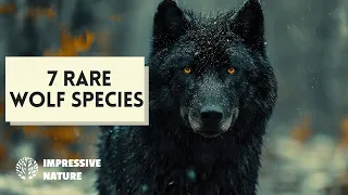 These are 7 of the Rarest & Most Intriguing Wolves