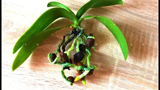 Как нарастить корни Орхидеи/Реанимация Орхидей в керамзите с лавой/Пересадка