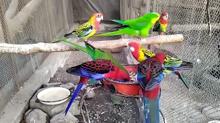 woliera z papugami karmienie (aviary with parrots feeding)