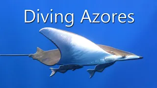 Diving Azores - Portugal