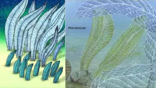 Развитие жизни на Земле (The Evolution of Life) - Птеридиниум (Pteridinium)