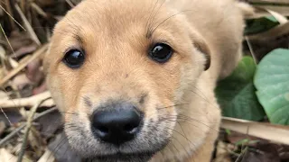 Cold, hungry and abandoned puppies... Rescued. Now they are happy together