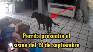 ¿Los perros pueden predecir los sismos? Analizando el mito.