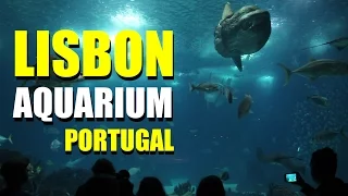 Amazing Oceanário de Lisboa