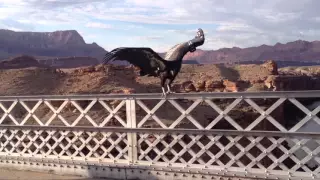 Condor bird talking off up close