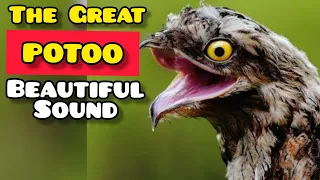 POTOO BIRD HAUNTINGLY BEAUTIFUL SOUND