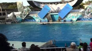 Water Show, Shamu the Killer Whale / Танцующая косатка Шаму