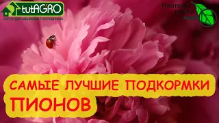 ДАЖЕ СТАРЫЕ РАСЦВЕТУТ КАК НОВЫЕ! Для самых лучших ПИОНОВ - эти ПОДКОРМКИ. От бесплатных до особых!