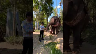 Elephant eating watermelon Part2 #shorts #elephant #kerala 😂😇