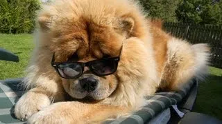 Чау-чау (Chow Chow). Породы собак (Dog Breed)