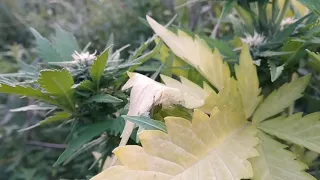 АУТ 2020. Purple weed 😈. 51 day. Grow Marijuana. By bioseeds.