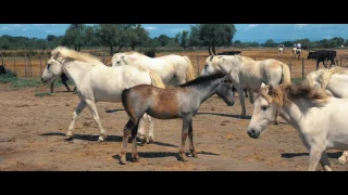 En Camargue