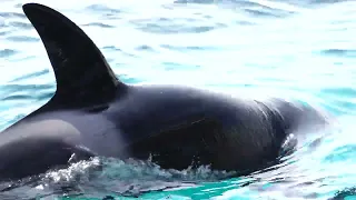 カモメたちがシャチーずにお魚おねだりして鳴いてますネ～♪　１回目パフォーマンス終了後　鴨川シーワールドにて　2023年2月25日　00103