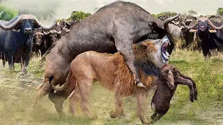 Wilde Tiere ─ Der Büffel lässt den Löwen in die Luft, um das Kind zu retten