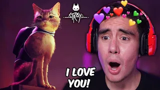 IT'S OFFICIAL, I WOULD DIE FOR THIS CAT (Dont tell my dog) | Stray [2]