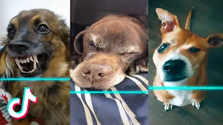 *NEW TREND* Time Warp Scan TikTok Compilation, but DOGS & CATS 2021