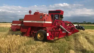 Виїхали на свій ячмінь. Трошки намолотили. Massey Fergusson 487