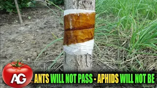 This will quickly get rid of aphids and ants on trees