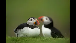 Seabirds webinar recording