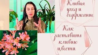 🪴КЛИВИЯ УХОД В ДОМАШНИХ УСЛОВИЯХ/КАК ДОБИТЬСЯ ЦВЕТЕНИЯ/КАК ЕЕ РАЗМНОЖАТЬ#кливия